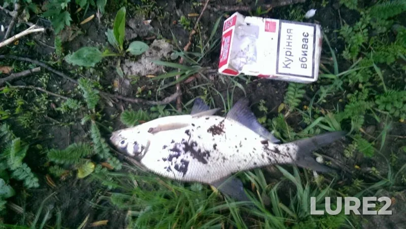 Bream — Ros, Apr 27, 2014, 5:54 AM