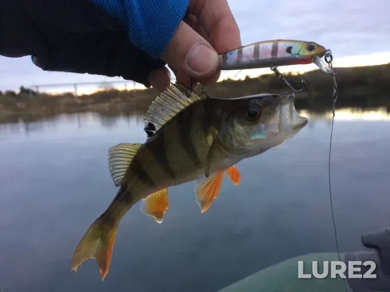 Perch — Bystritsa Nadvornyanskaya, Nov 04, 2017, 7:19 AM