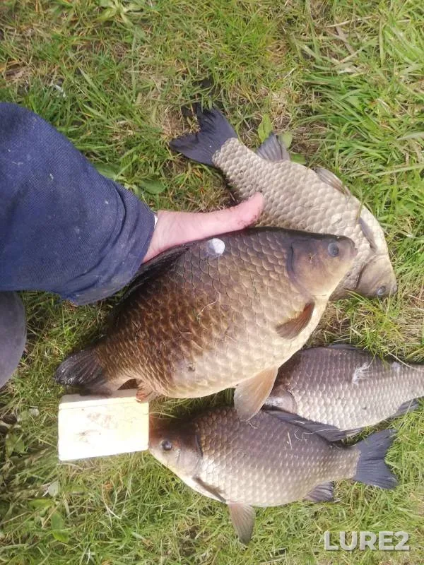 Crucian carp — Brestskaya oblast, Baranovichskiy rayon, May 07, 2021