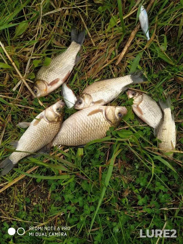 Crucian carp — Khmarka, May 17, 2021