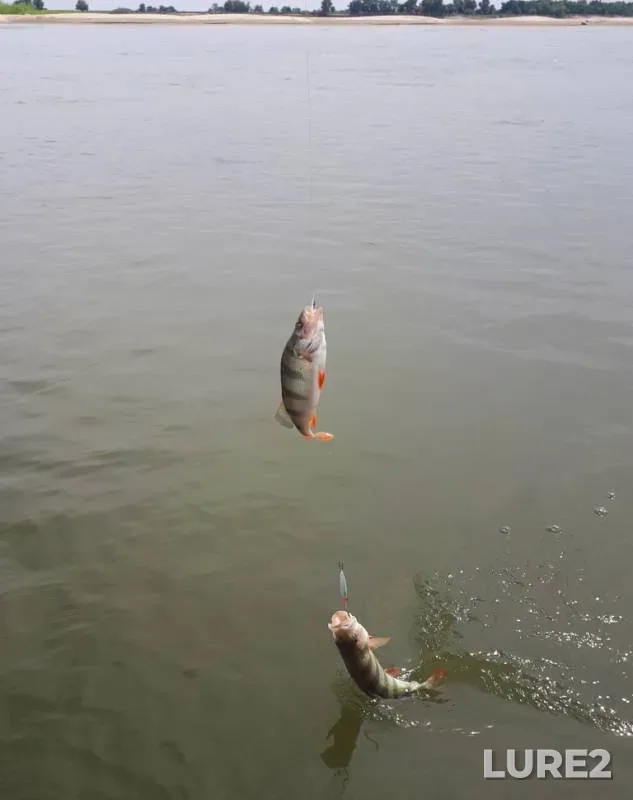 Perch — Volga, Jul 27, 2021