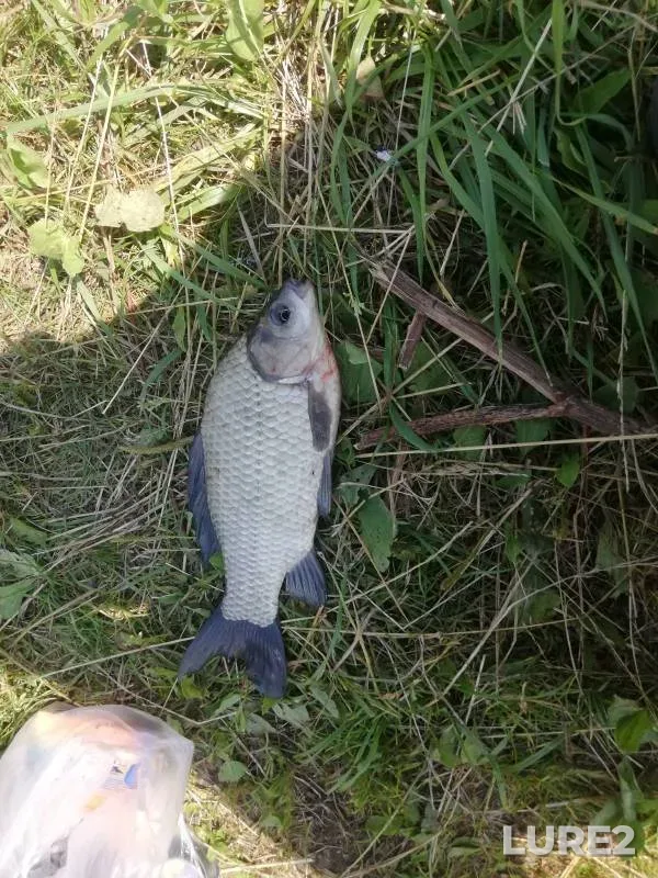 Zander — Astrakhanskaya oblast, Akhtubinskiy rayon, Apr 15, 2016