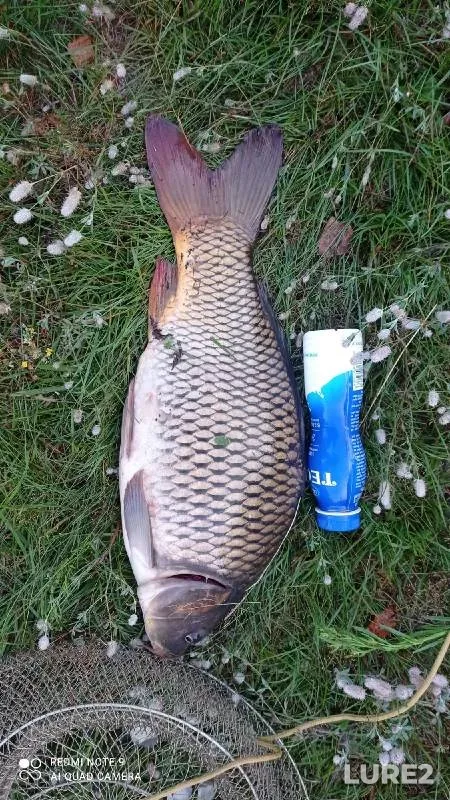 Carp — Polonka, Jul 22, 2021