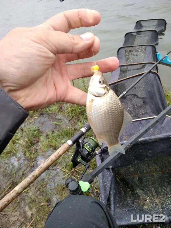 Crucian carp — Neva, Jul 30, 2019