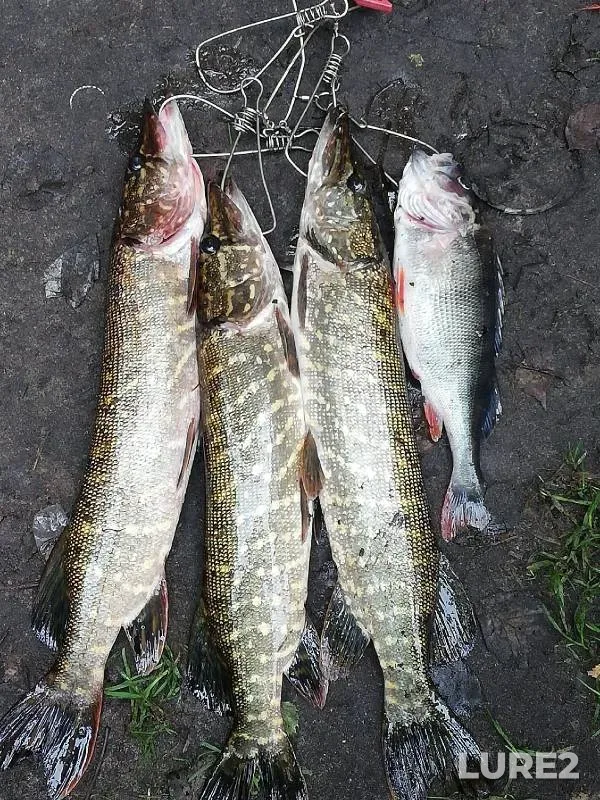 Perch, Pike — Gat, Sep 01, 2021