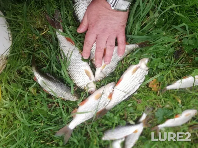 Bream — Sukhodolskoye, May 28, 2019