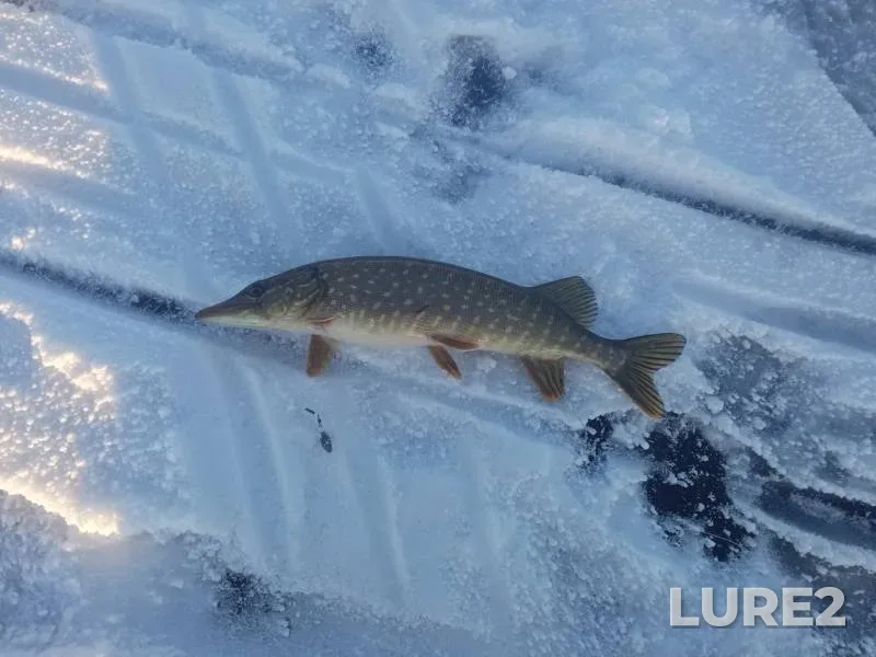 Pike — Brestskaya oblast, Baranovichskiy rayon, Dec 29, 2021