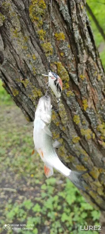 Crucian carp — Yenisey, Jun 02, 2023