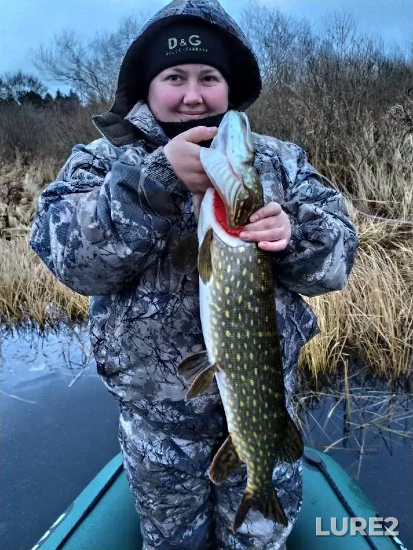 Rainbow trout — Yenisey, Oct 28, 2017