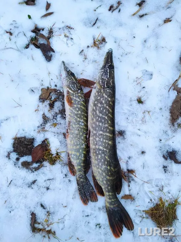 Pike — Bobr, Dec 05, 2021