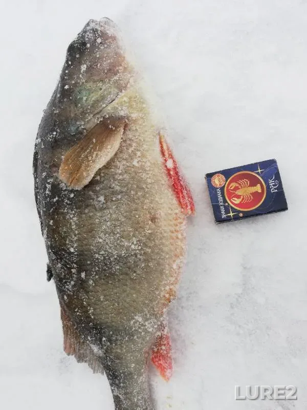 Bream — Krasnoyarskoye, Jun 30, 2019