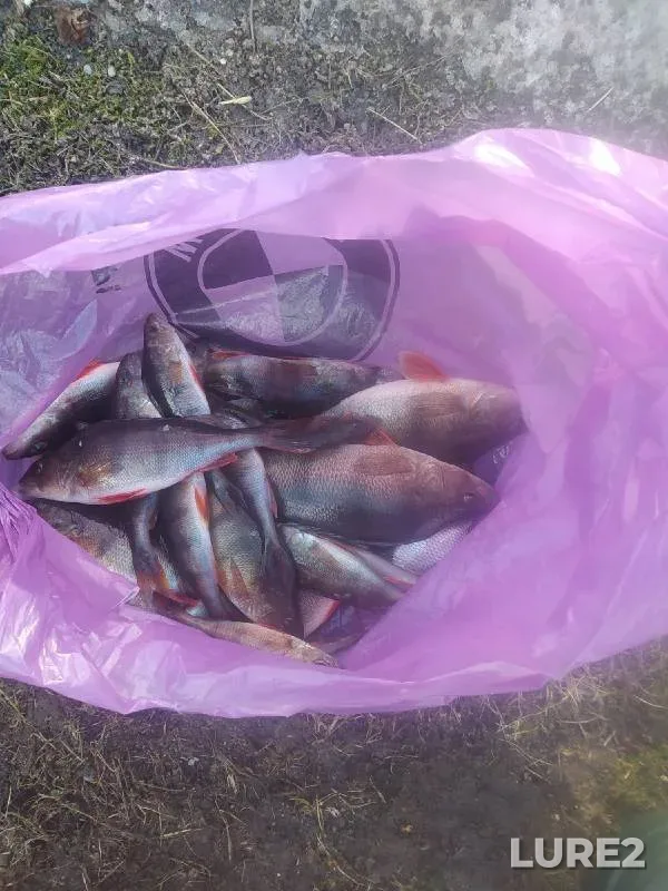 Rainbow trout — Yenisey, Oct 09, 2019