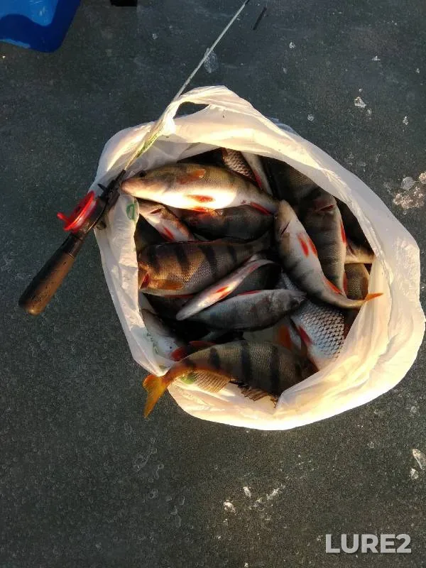 Pike — Chulym, Aug 17, 2019