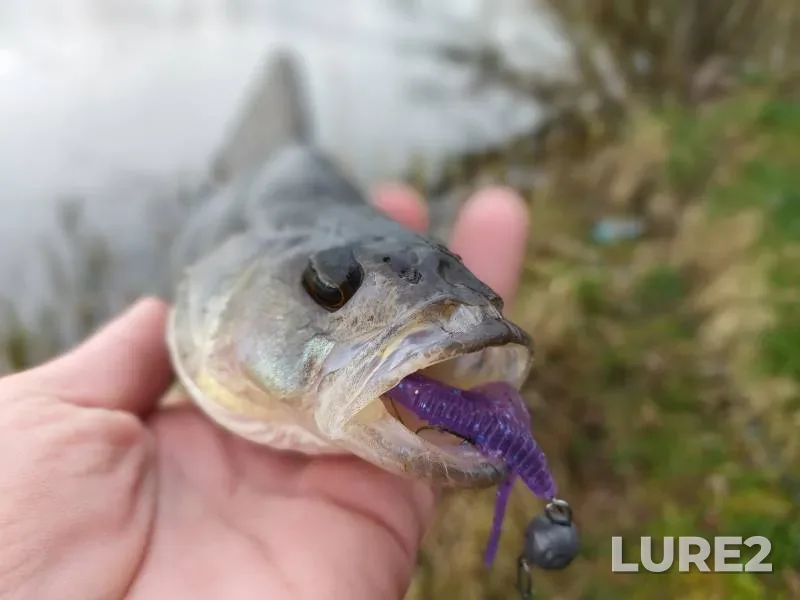 Perch — Yenisey, Feb 05, 2020