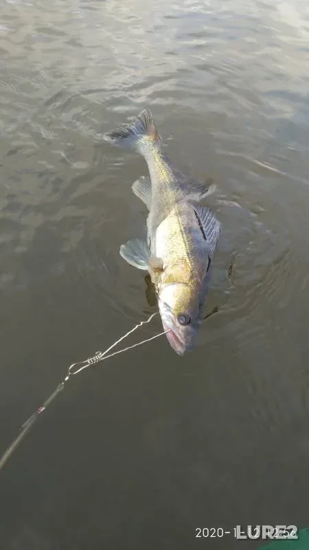 Carp — Bakhtemir, Sep 01, 2021