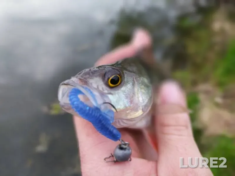 Carp — Bakhtemir, Sep 01, 2021