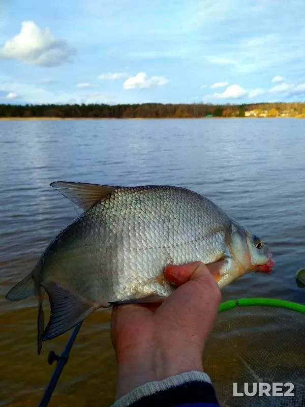 Bream — Iliya, Apr 03, 2021