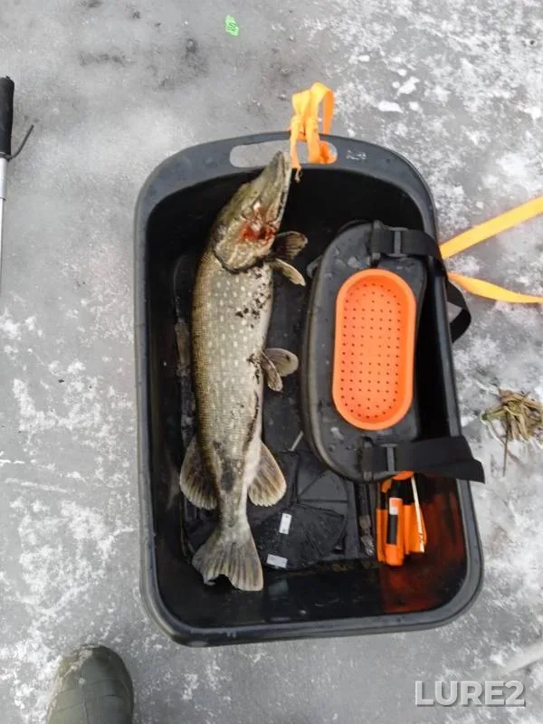 Pike — Iliya, Jan 08, 2022