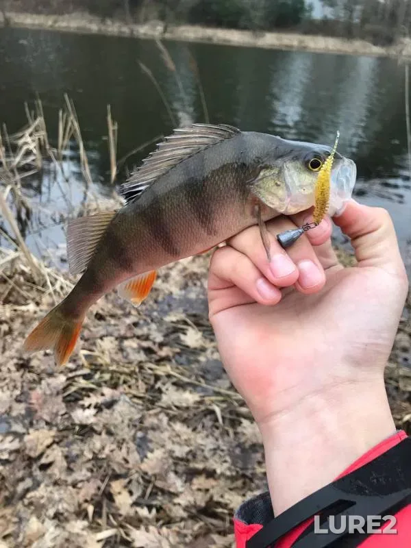 Perch — Svisloch, Apr 08, 2021