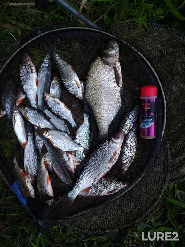 Bream — Sukhodolskoye, May 28, 2019