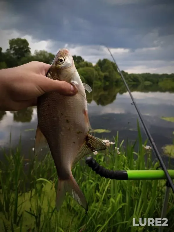 White bream — Viliya, Aug 11, 2021