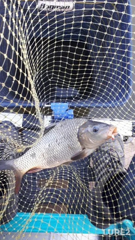 Carp — Guyka, Oct 07, 2021