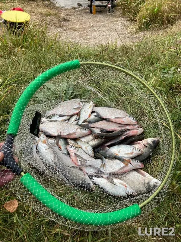 Bream, Perch — Vileyskoye, Oct 12, 2021