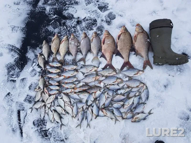 Carp — Lepsari, May 04, 2019