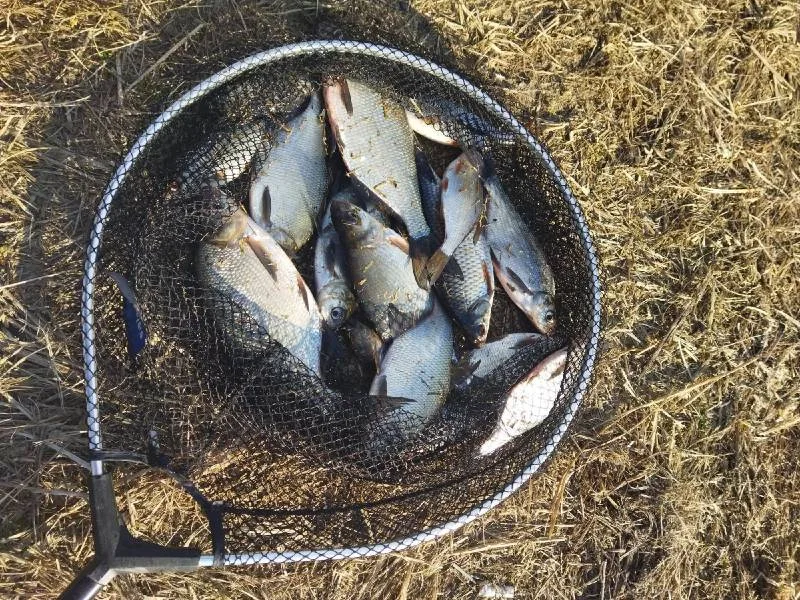 Плотва, Густера