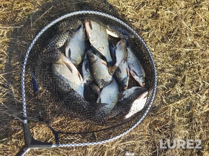 Roach, White bream — Mukhavets, Mar 06, 2022