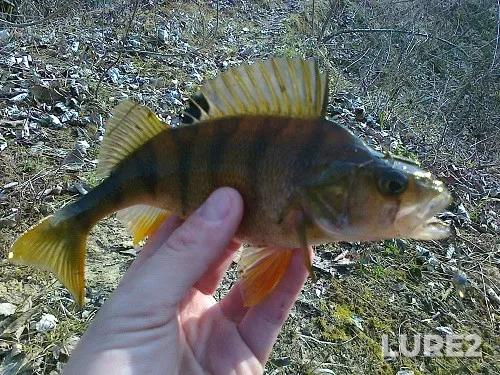 Perch — Chyornyye, Mar 06, 2013, 3:24 PM