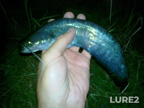 Wels catfish — Zakarpatska oblast, Aug 02, 2013, 9:33 PM