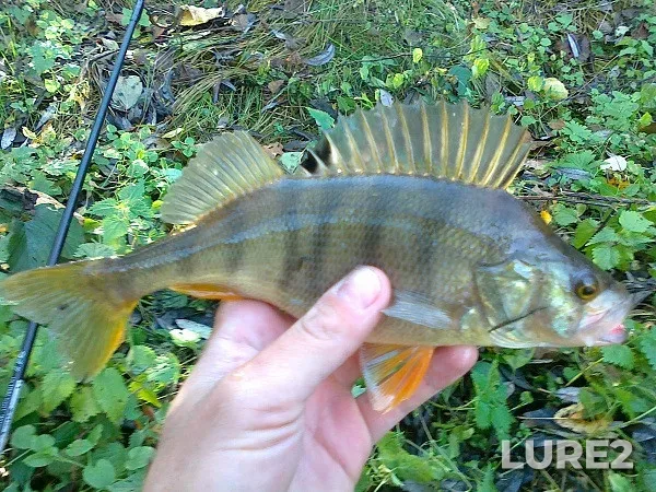 Perch — Lovat, Oct 25, 2019