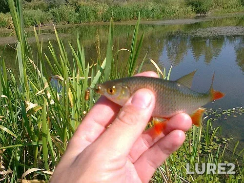 Roach — Zakarpatska oblast, Aug 13, 2013, 11:09 AM