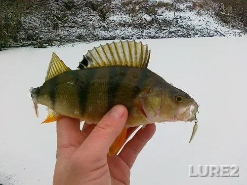 Perch — Chyornyye, Dec 24, 2012, 1:11 PM
