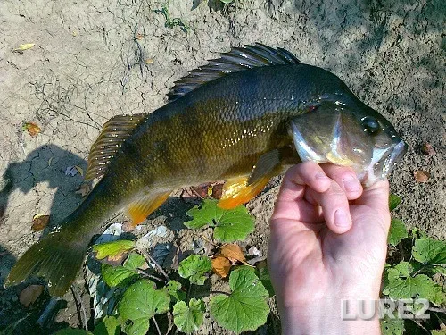 Perch — Chyornyye, Oct 23, 2012, 3:37 PM