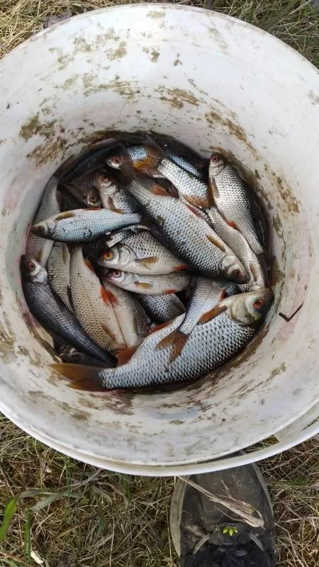 Плотва