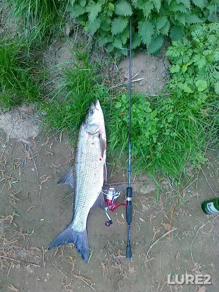 Bream, Roach — Iliya, May 14, 2020