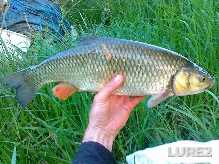 Bream, Roach — Iliya, May 16, 2020