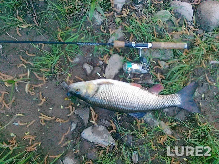 Chub — Zakarpatska oblast, May 05, 2013, 6:42 AM