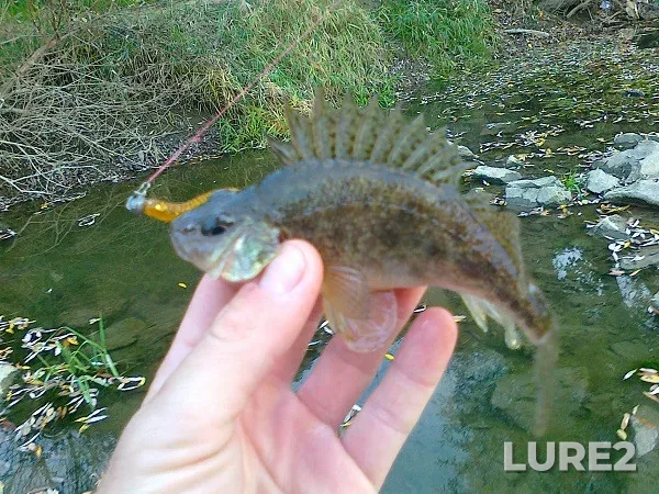 Ruffe — Zakarpatska oblast, Oct 25, 2013, 5:31 PM