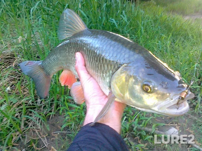 Chub — Zakarpatska oblast, May 05, 2013, 6:42 AM