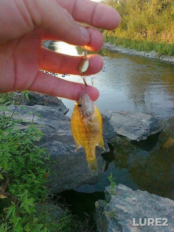 Bream — Orpa, Jun 13, 2020