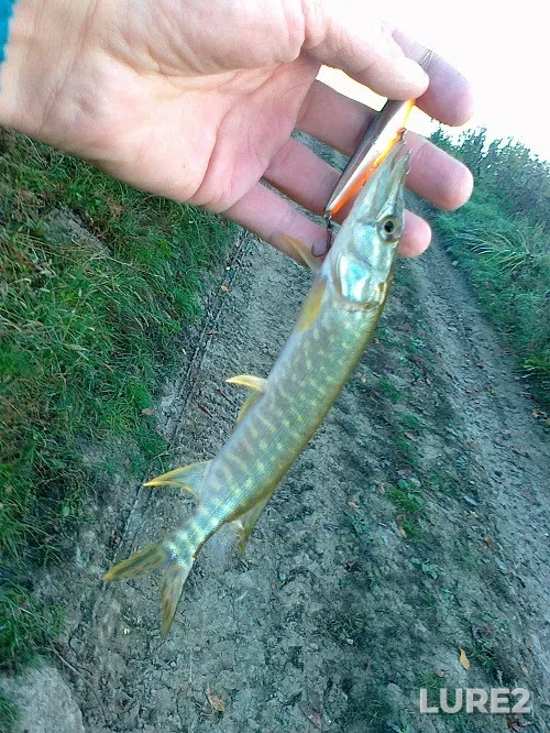 Pike — Zakarpatska oblast, Oct 21, 2012, 8:39 AM