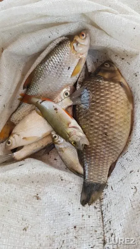 Crucian carp, Perch — Padovskiy Karyer, Aug 21, 2019