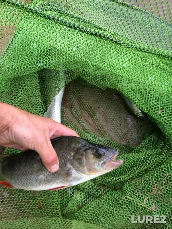 Perch — Pella, Jun 22, 2020