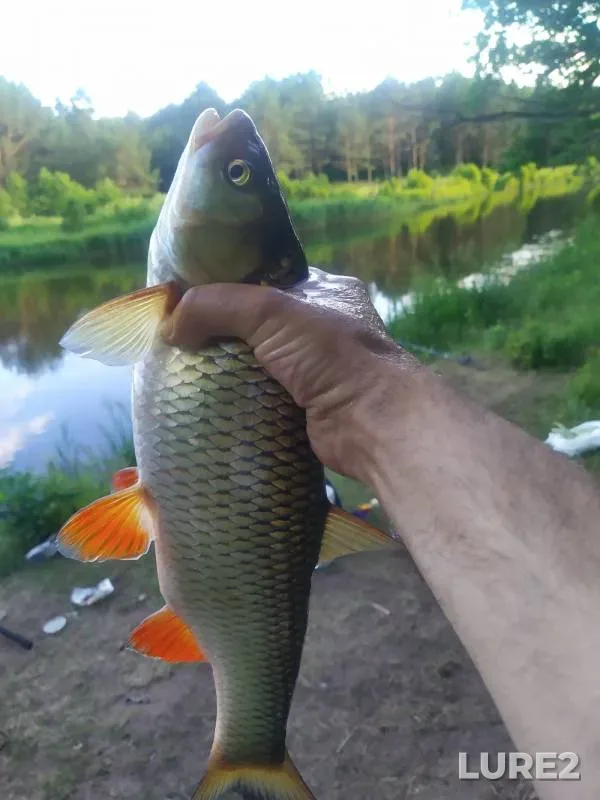 Bream, Roach — Gzhat, Mar 12, 2016