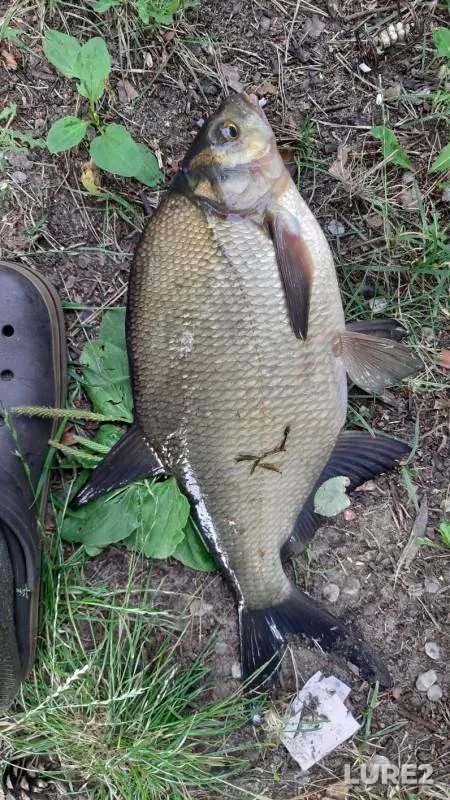 Bream — Vyacha, Jul 18, 2020