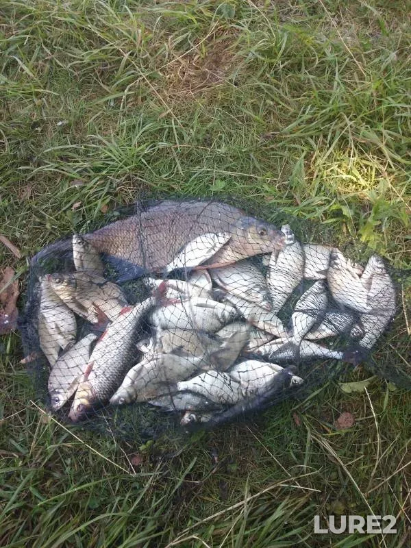 Bream, Roach — Drozdy, Jul 19, 2020