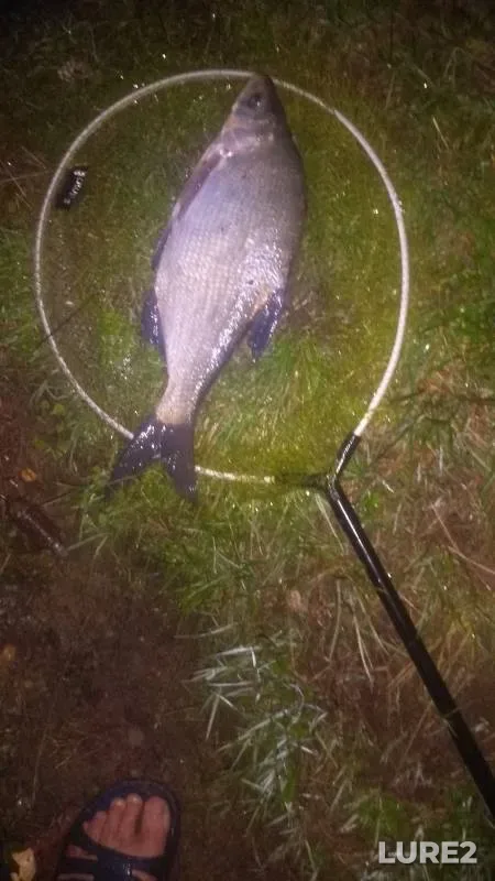 Bream — Petrovichskoye, Aug 28, 2020